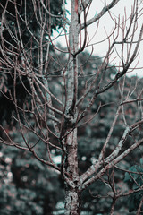 Old tree that has fallen