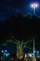 Banyan tree under the starlight of the city