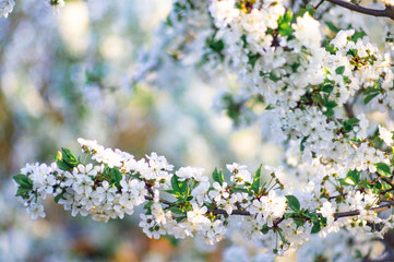 Branches of blossoming apricot macro