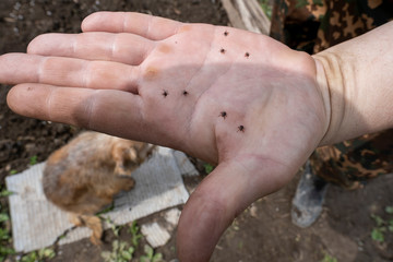 Tick on a man’s hand