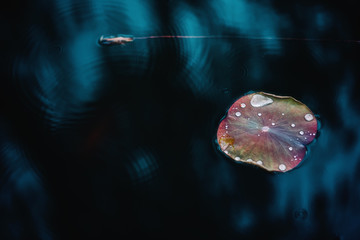 Lotus leaves on a blue pond
