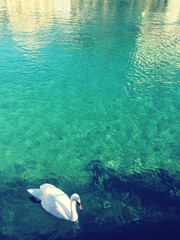 Hoge hoekmening van zwaan die op het meer zwemt