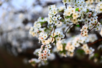 Blooming pear flower, very beautiful