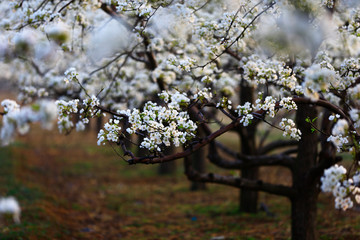 Blooming pear flower, very beautiful