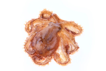Octopus on a white background