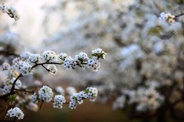 Blooming pear flower, very beautiful