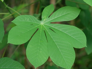 close up of casava green leaves
