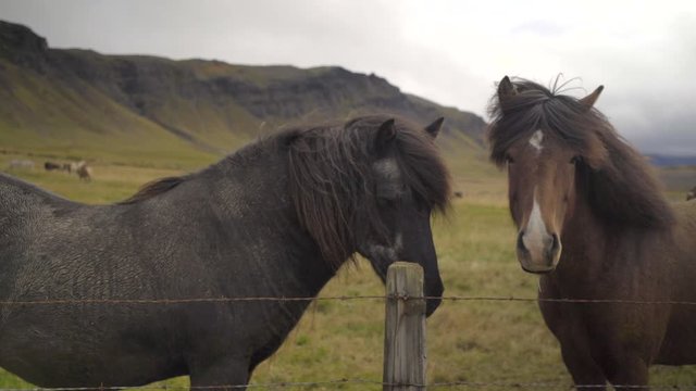 Playful Icelandic Horses by green cliffs