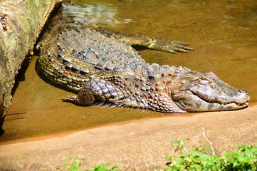 Naklejka premium crocodile in the water