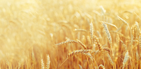Field of wheat at autumn. Rural landscape. Ripe wheat on field. Cereal crop in sunlight. Rich...