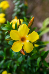 yellow flower in the garden