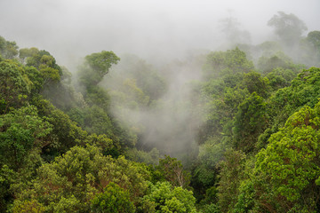 Fototapeta na wymiar Tropical trees in the jungle forest with the morning fog on a mountain hill near the city of Danang, Vietnam, Asia . Top view