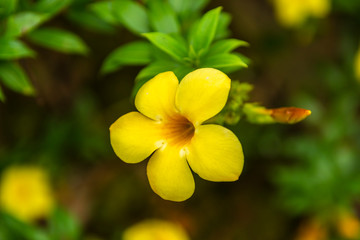 Fototapeta premium yellow flowers in the garden