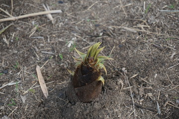 地面から顔を出したタケノコ