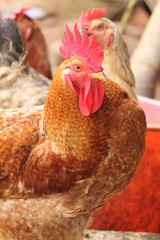 Beautiful rooster with a red crest. Multicolored feathers. Morning view, Kerala,India.