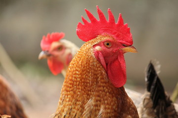 Beautiful rooster with a red crest. Multicolored feathers. Morning view, Kerala,India.