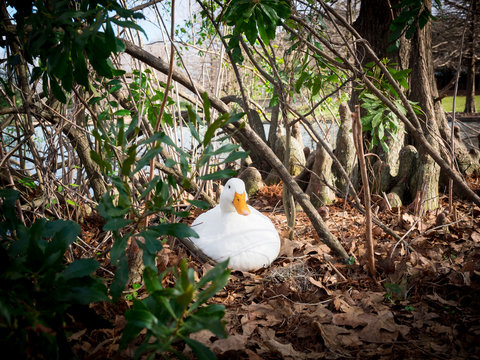 Pato hembra empollando bajo los árboles