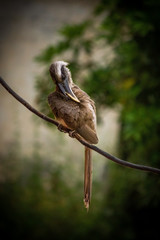 Indian Grey Hornbill