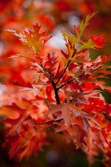 Beautiful, vibrant orange leaves on a pin oak tree in autumn