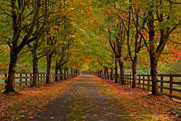 Beautiful, autumn colors on a country road in Snoqualmie, WA