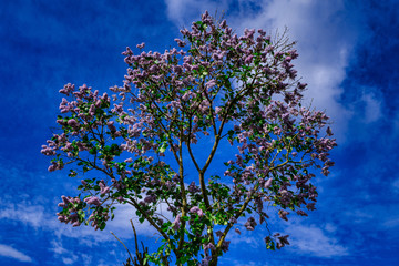 Blühender rosa Flieder