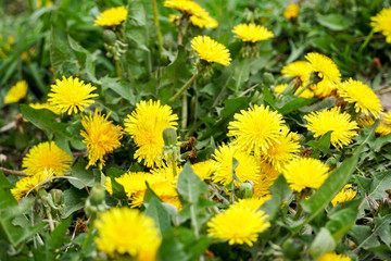 summer background, greens and many dandelions, large, bright green-yellow wallpaper sunny
