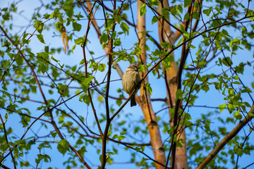 sparrow sitting on a branch, young fresh spring foliage against a blue sky, wild free bird        