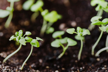 Group of green sprouts growing out of the ground before seedlings. Spring gardening and planting concept. Micro green and horticulture. Ecological and botanical theme. Selective focus.