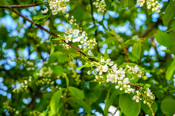 blooming bird cherry, summer arched background, green white and blue
