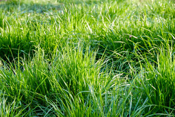 juicy fine young lawn grass, a solid green background, saturated summer wallpaper
