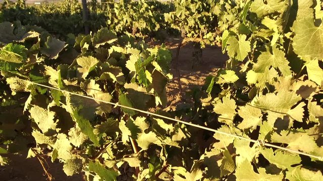 Vi&ntilde;edos valle