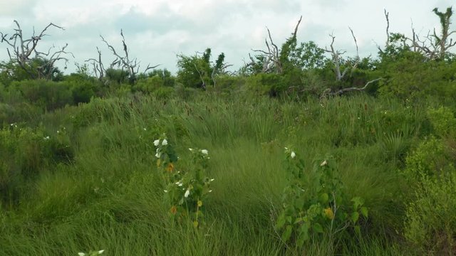 Aerial: Wetland swamp in Louisiana, USA