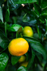 감귤 나무에 열린 오렌지색 귤