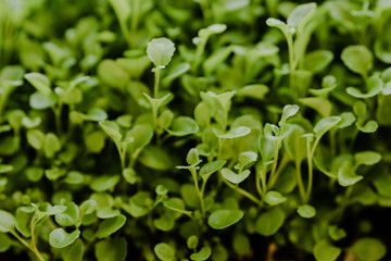 Group of green sprouts growing out of the ground before seedlings. Spring gardening and planting concept. Micro green and horticulture. Ecological and botanical theme. Selective focus.