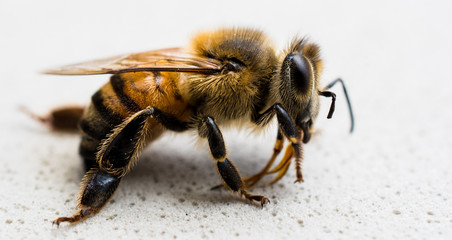 detailed bee