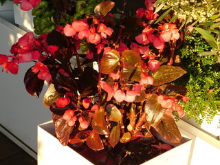 Wax begonia, or semperflorens, with red flowers and bronze leaves