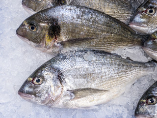 Close Up of aurata on ice store counter. Sea bream on displayed at supermarket