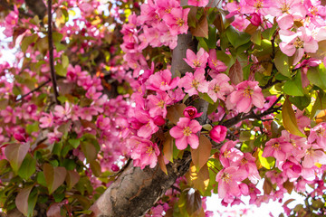 Close up view of beautiful deep pink crabapple tree flower blossoms in full bloom, with blue sky background