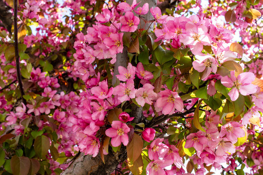 Close up view of beautiful deep pink crabapple tree flower blossoms in full bloom, with blue sky background