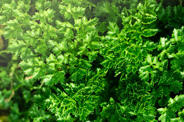 Fresh home grown herbs. 