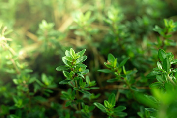 Fresh home grown herbs. 