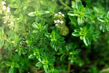 Fresh home grown herbs. 
