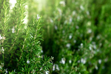 Fresh home grown herbs. 
