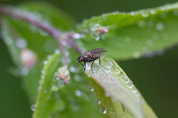 Fly in the rain