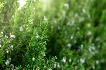 Fresh home grown herbs. 
