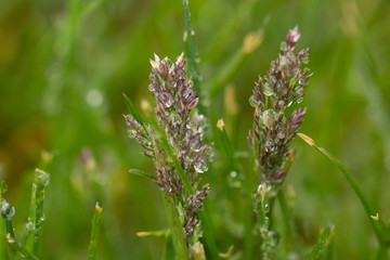 close up of weeds with rain drops