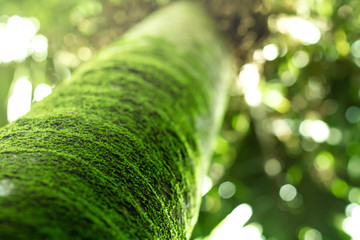 Native bush in New Zealand. 