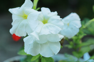 red and white flower