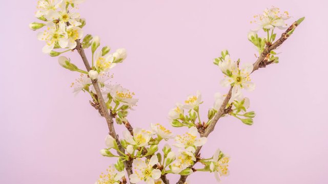 Plum fruit flower blossom timelapse on a pink background