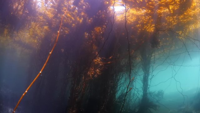 Close up of kelps growing undersea - Carmel by the Sea, California